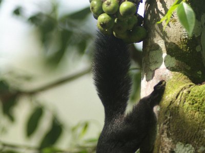 Prevost squirrel
